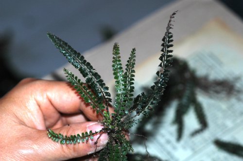 Polystichum lanceolatum (Dryopteridaceae)